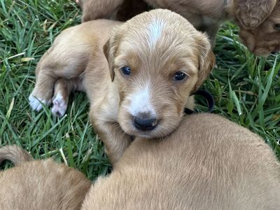 English Setter x Golden Retriever Puppies-Out of Proven Hunting Parents