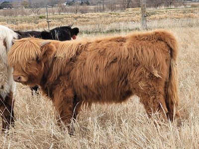 Highland Steers