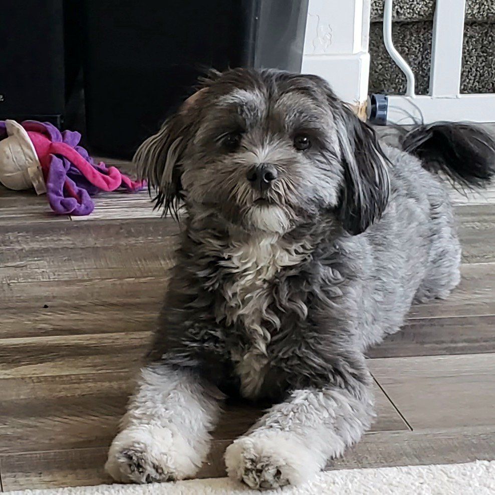 Reunited with owner!