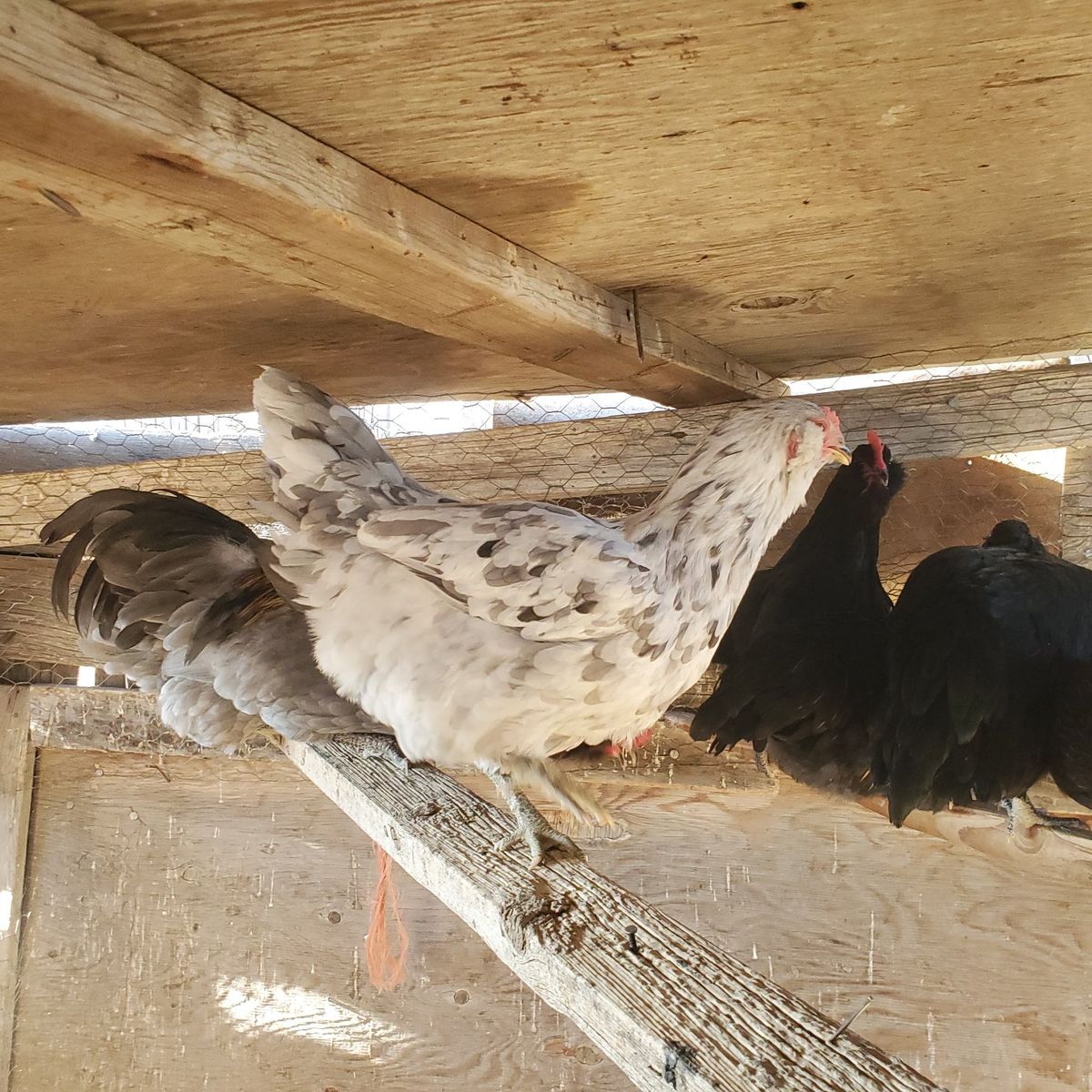pullets 