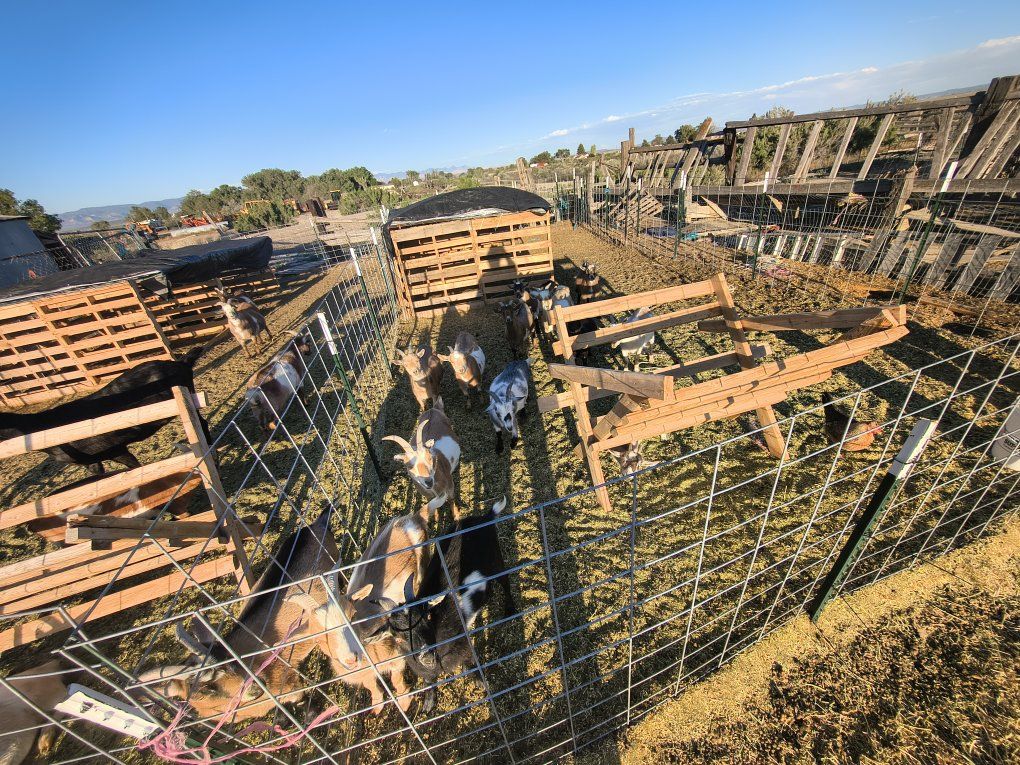 Niergian Dwarf Goats for sale or trade.