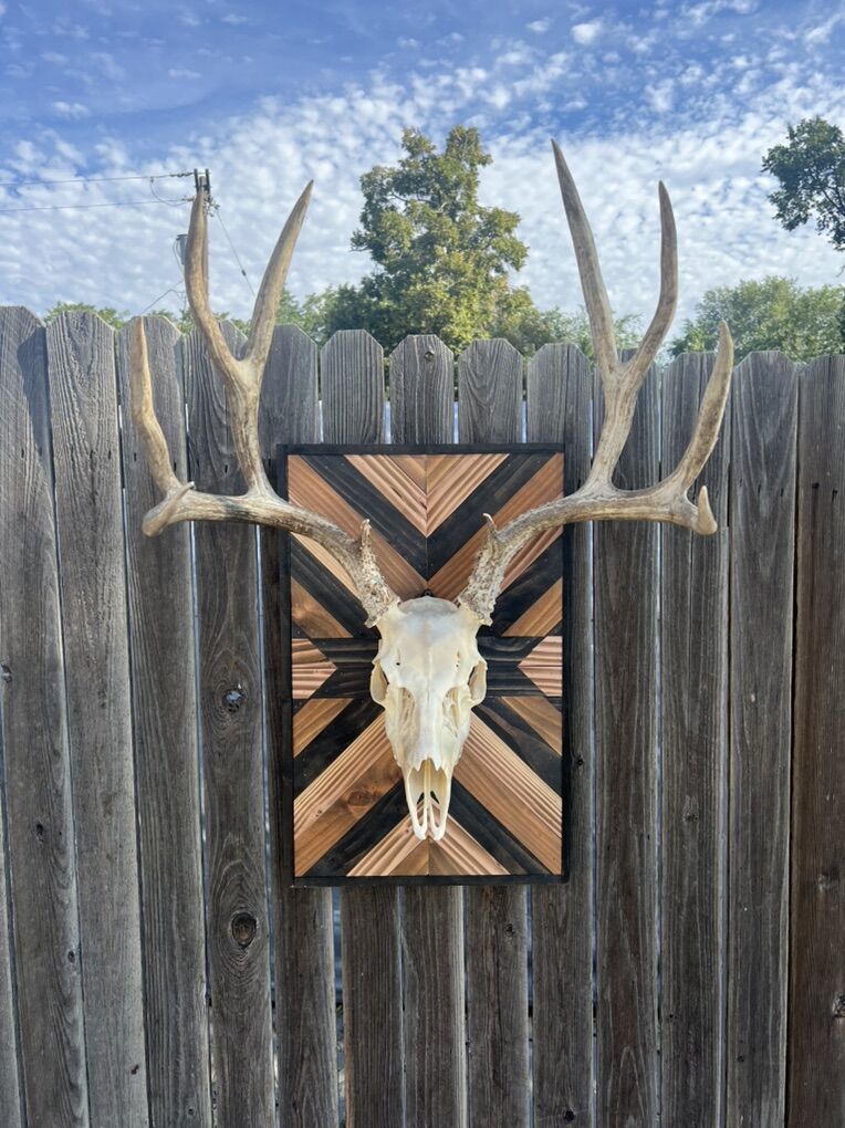 European Mount Display Box