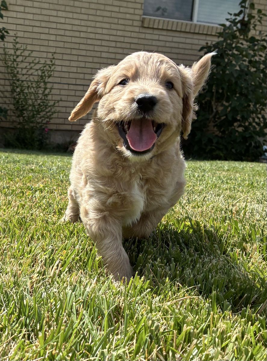 F1 Moyen Golden Doodles