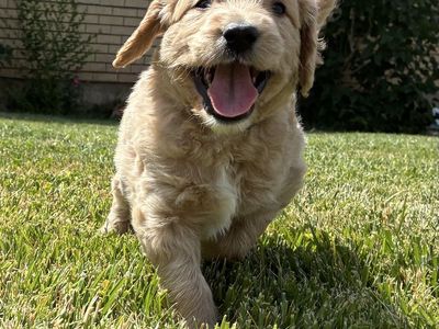 F1 Moyen Golden Doodles