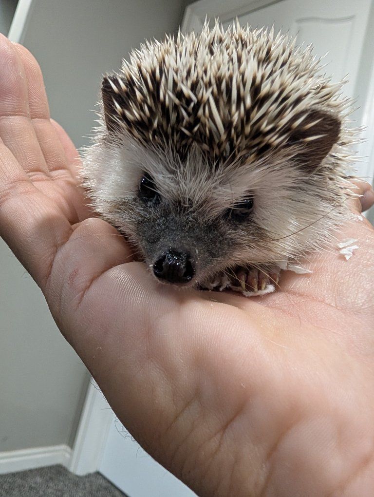 hedgehog