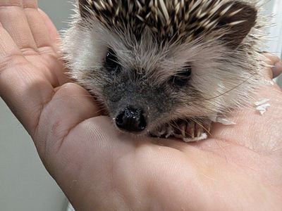 hedgehog