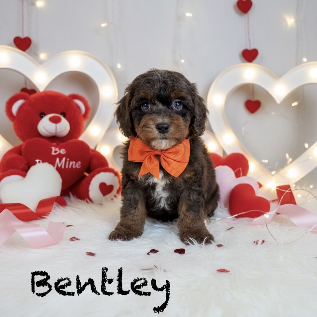 Cutest TOY SIZE Aussiedoodle Puppies