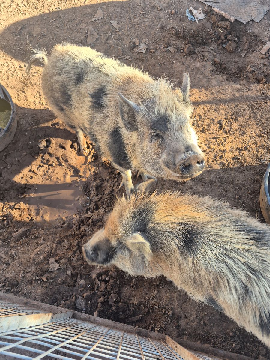 Kune kune mix female pigs