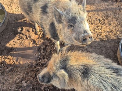 Kune kune mix female pigs