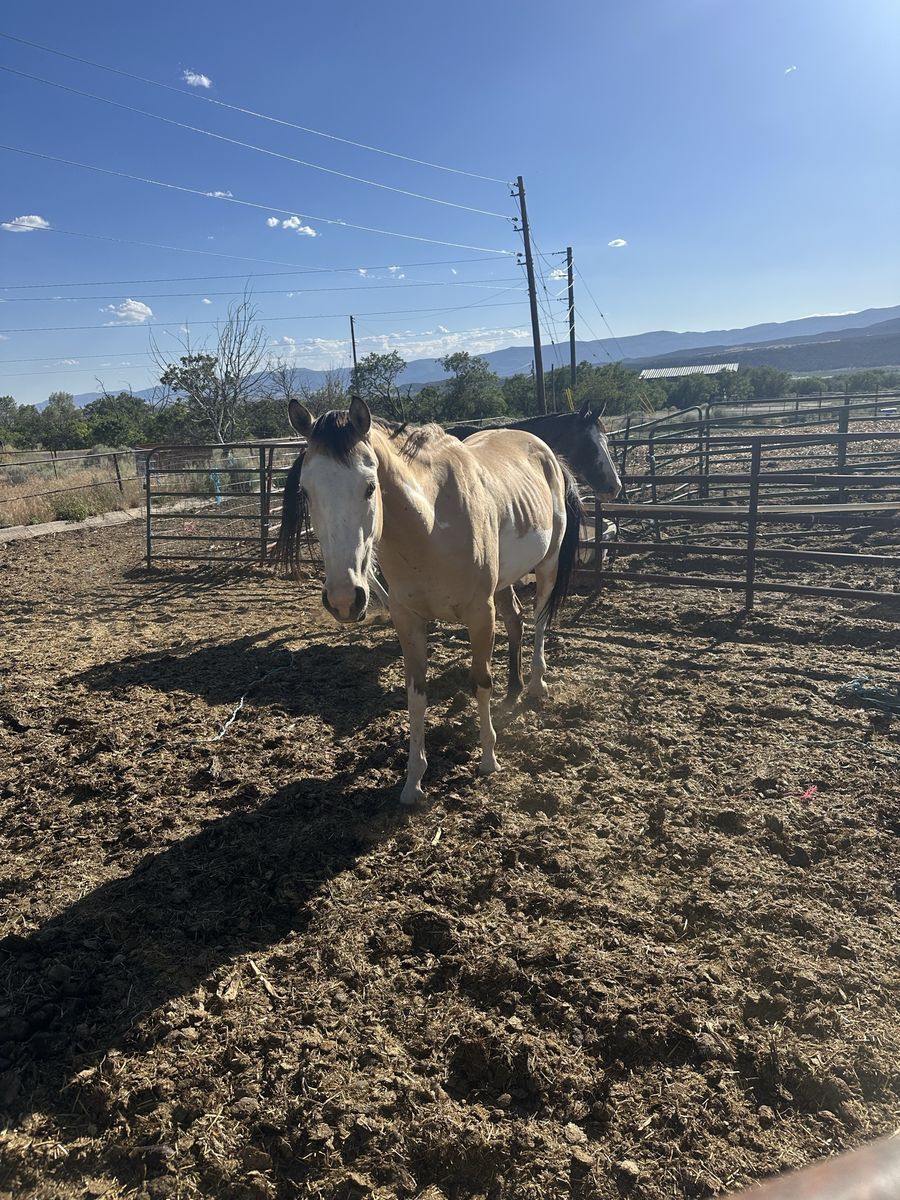 Buckskin paint 2 year old
