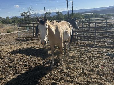 Buckskin paint 2 year old
