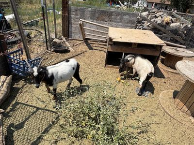 Pygmy goats