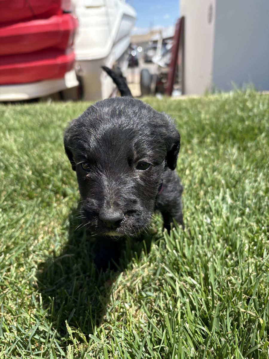 Labradoodle puppies