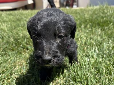 Labradoodle puppies