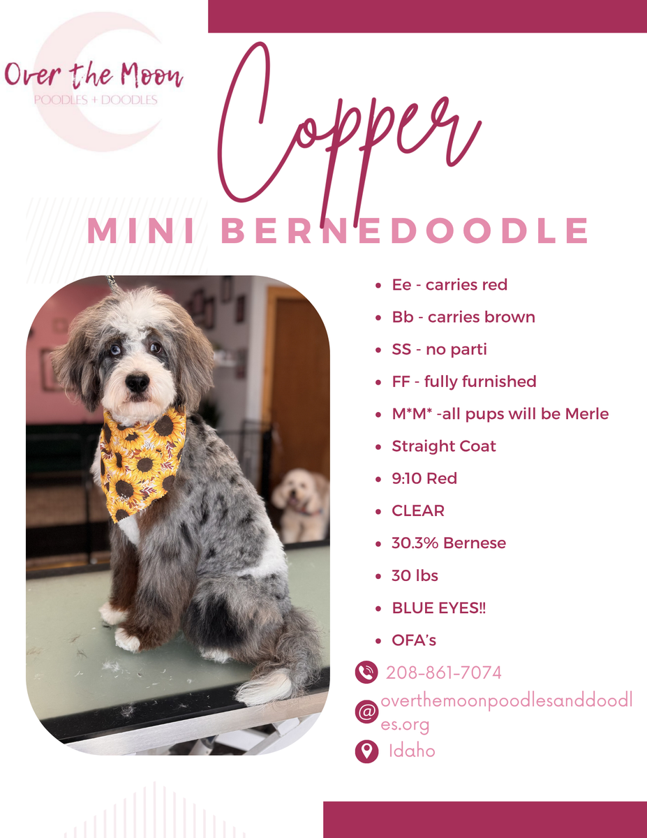 Double Merle Straight Coat Bernedoodle Stud