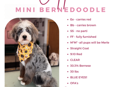 Double Merle Straight Coat Bernedoodle Stud