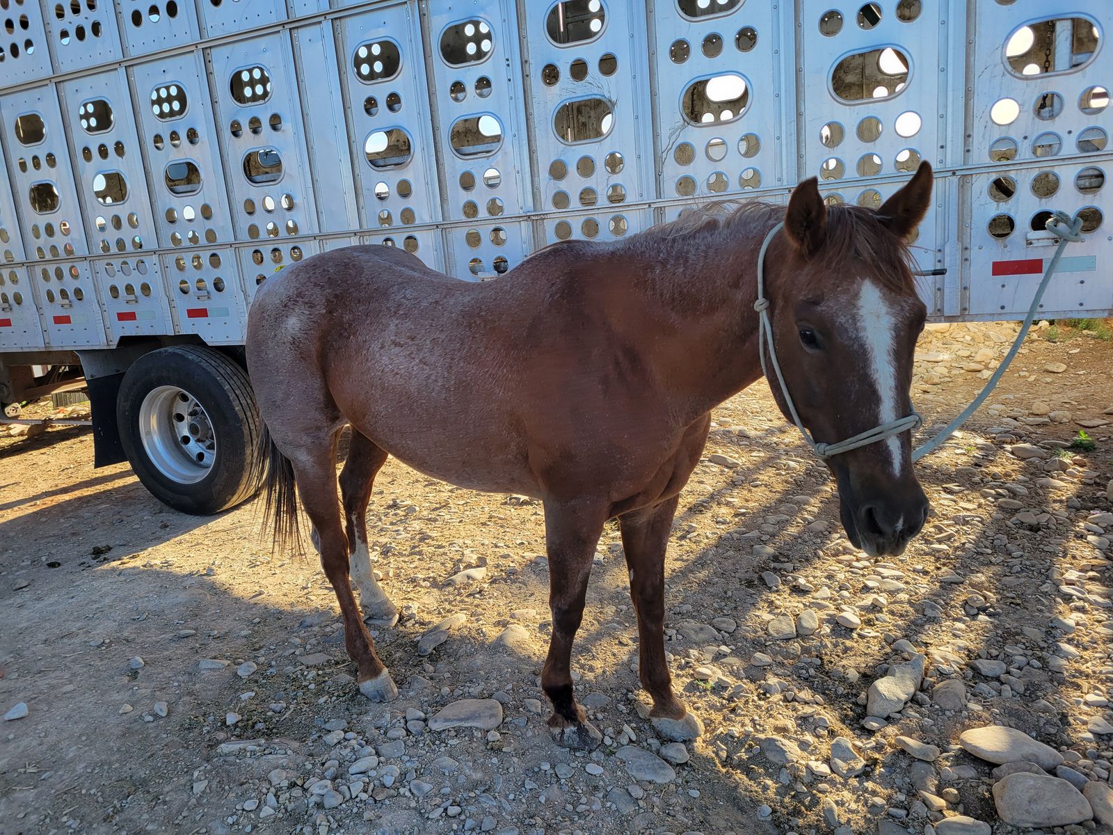 Papered mare
