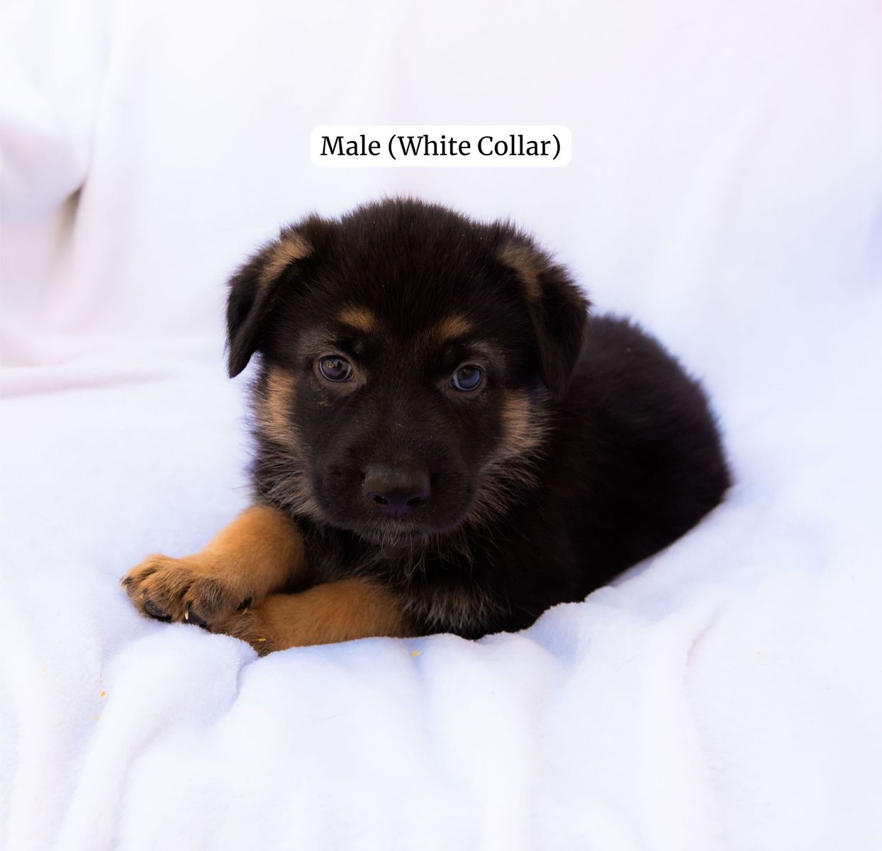 Exceptional Purebred German Shepherd Puppies