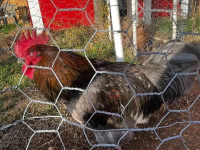 Rooster for sale