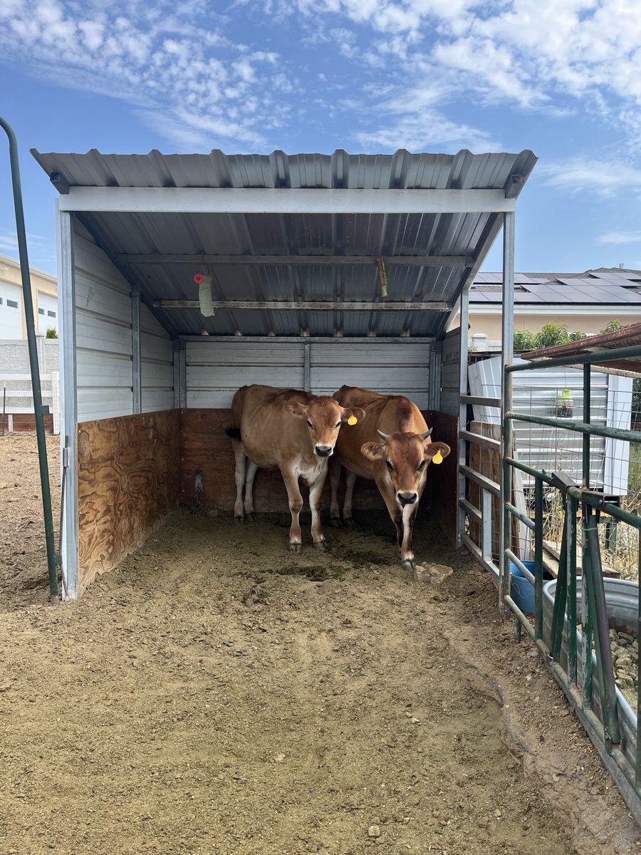 11 month old jersey beef steers