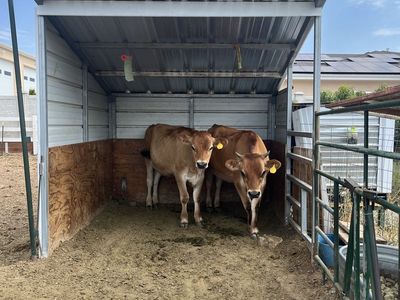 11 month old jersey beef steers