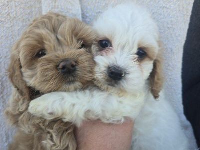Cockapoo Females