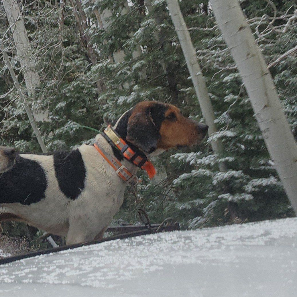 Walker Hound