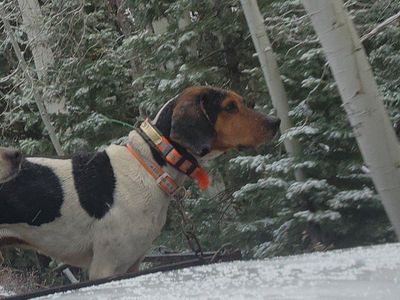 Walker Hound
