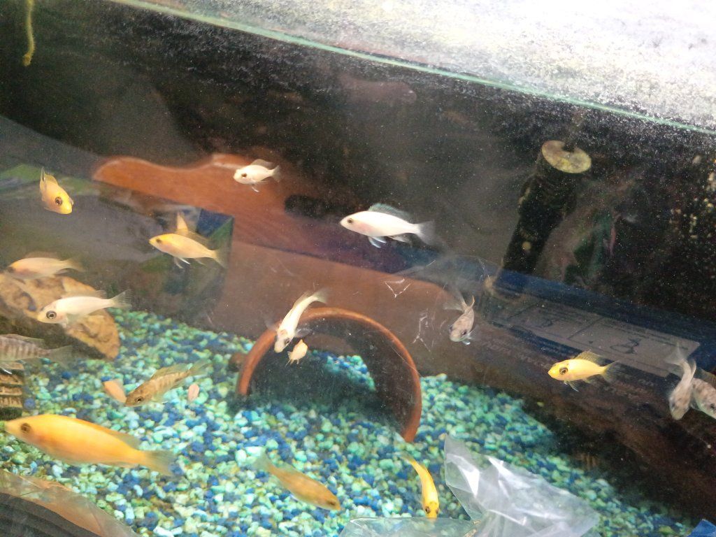Fish for sale! Peacock Cichlids