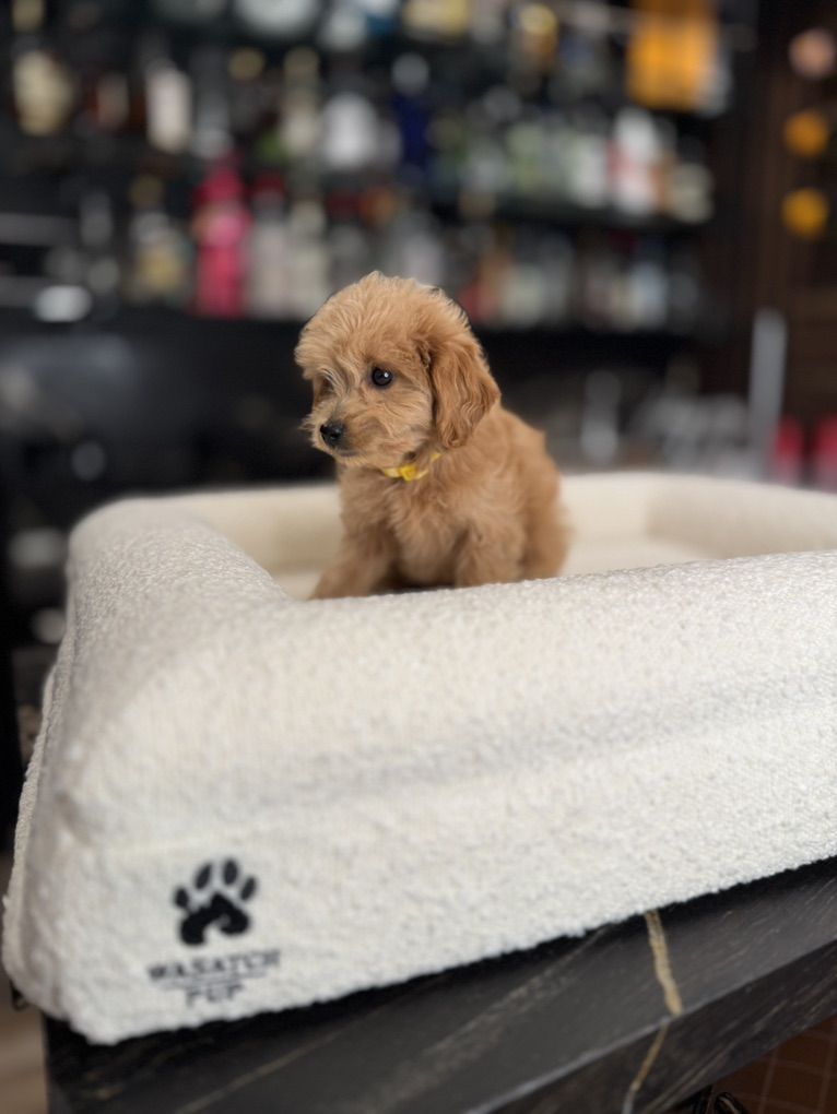 tiny Micromini f1b Goldendoodle boy