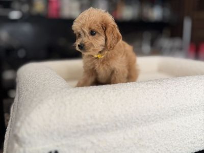tiny Micromini f1b Goldendoodle boy