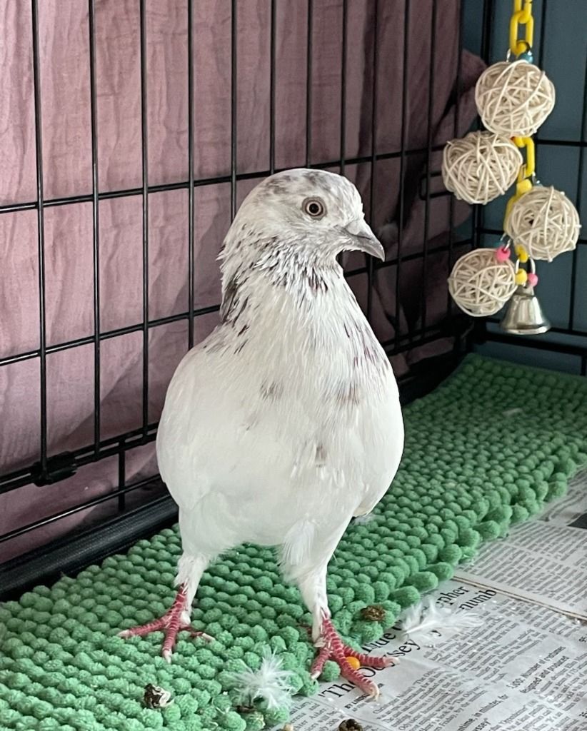 Tomatoes the Pigeon
