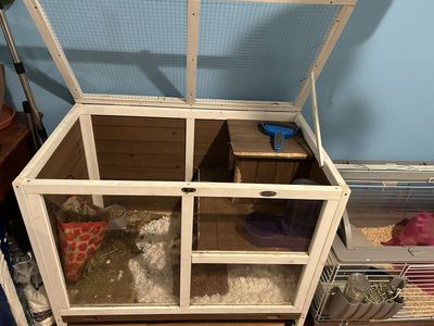 Three Male Guinea Pigs w Hutch, Cage, and Food