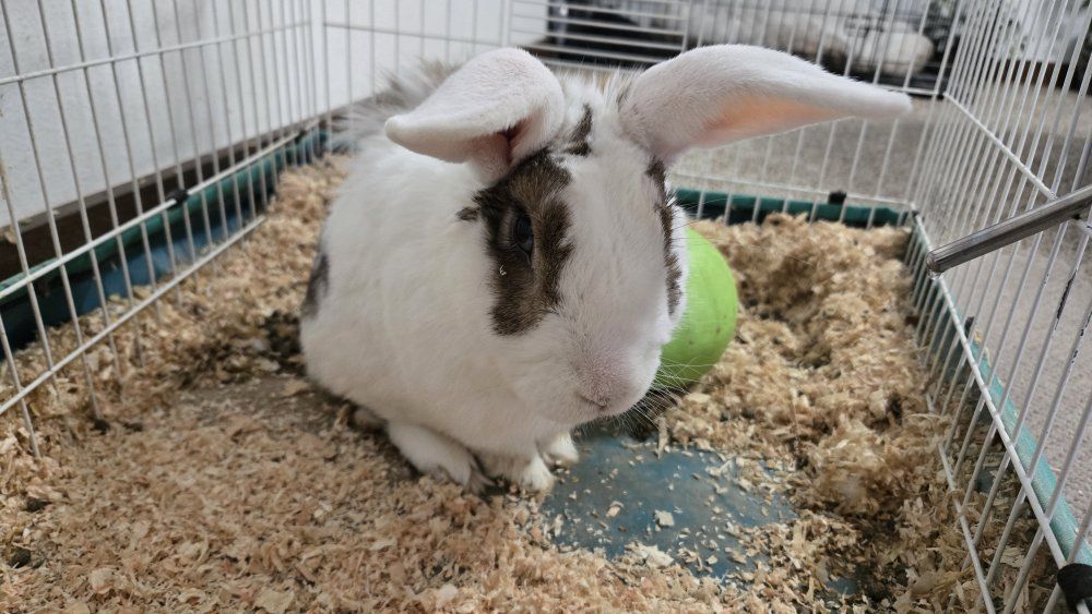 Bunny cage waterer food bowl bag of food and wood chips