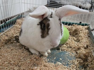 Bunny cage waterer food bowl bag of food and wood chips