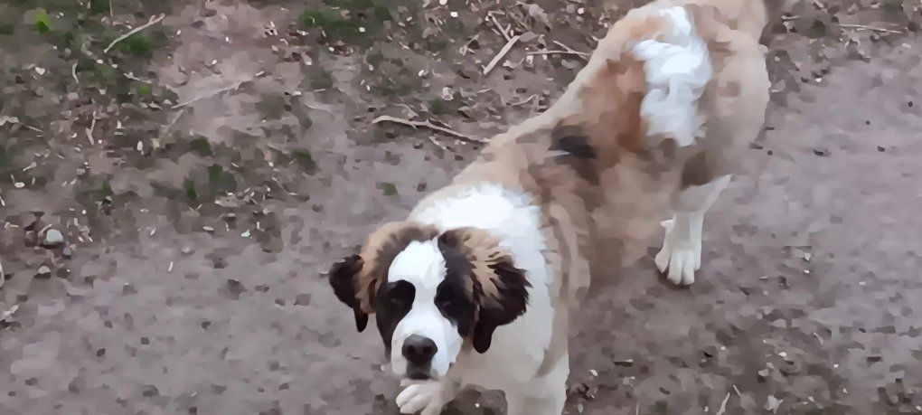 8 month old female saint