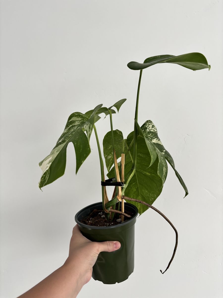 Variegated Monstera Albo Plant in Nursery Pot