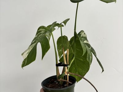 Variegated Monstera Albo Plant in Nursery Pot