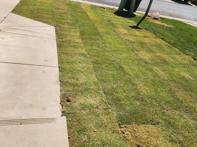 Tahoma31 hybrid Bermudagrass delivered