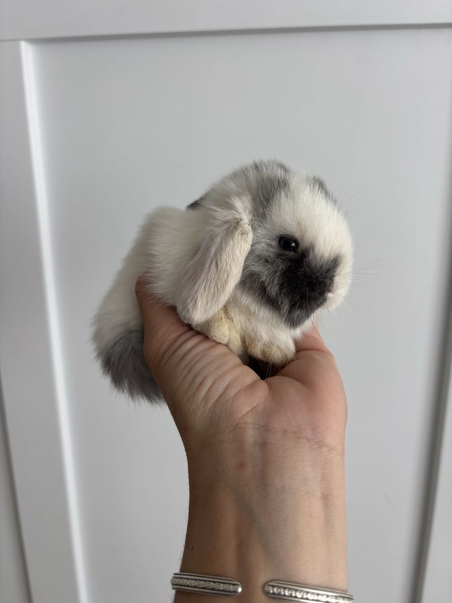 Holland lop buck