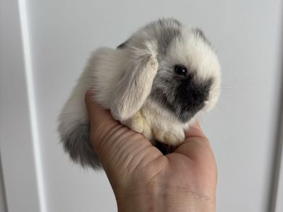 Holland lop buck