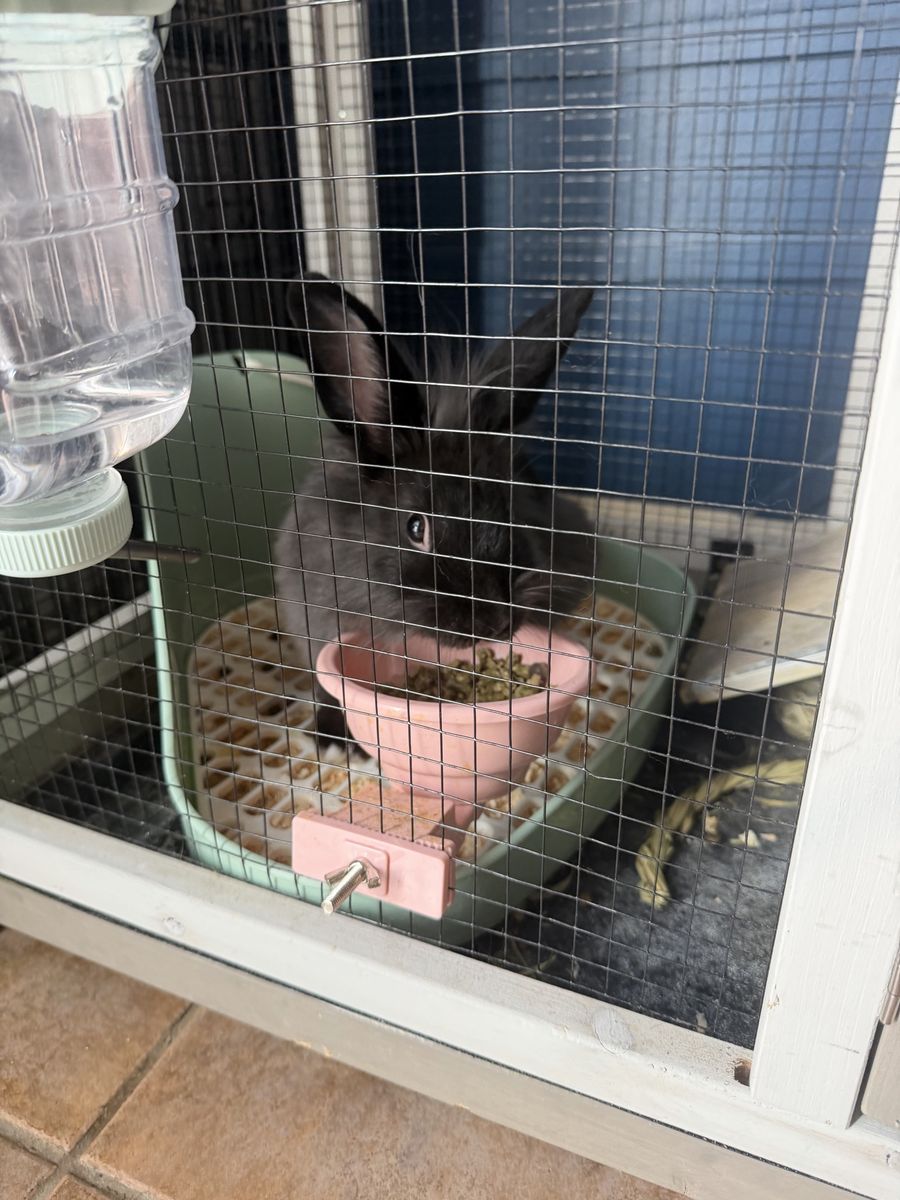 Lion head Rabbit