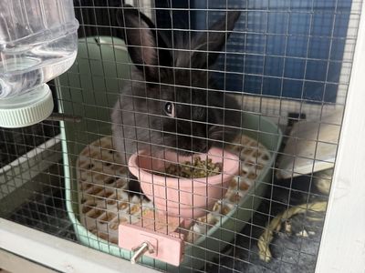 Lion head Rabbit