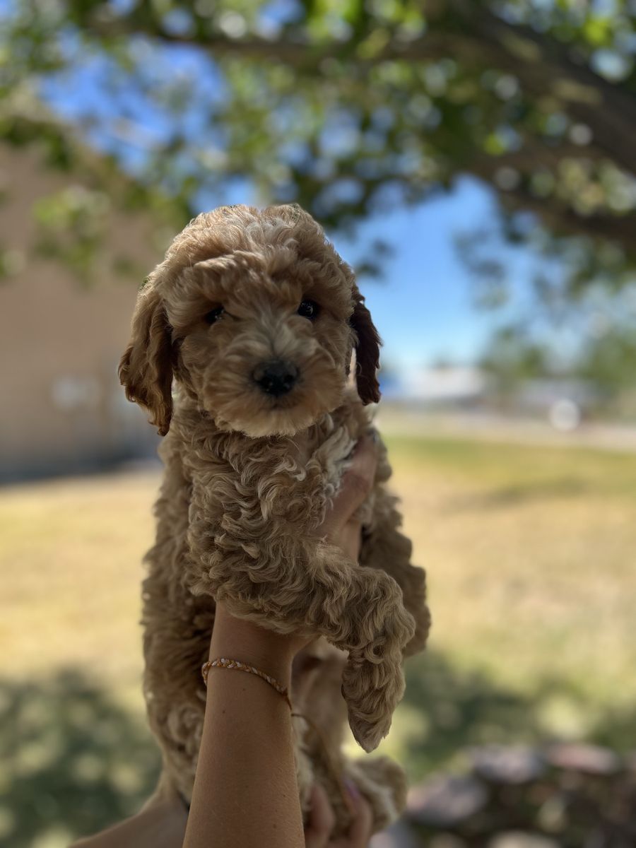 Multigen mini Golden Doodles