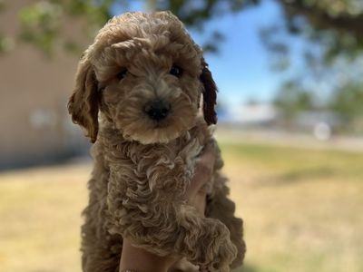 Multigen mini Golden Doodles