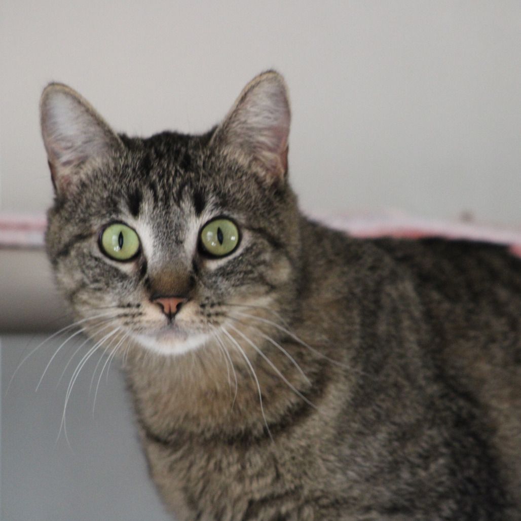 Hello my name is Fruit Bat