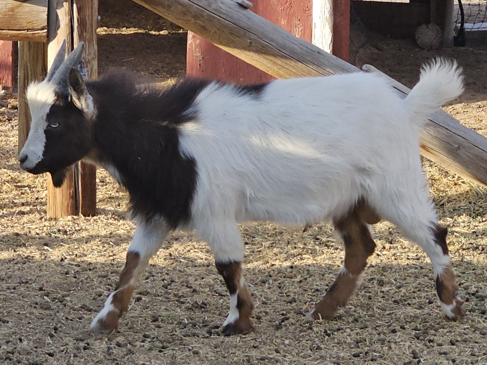 Purebred miniature silky fainting wether
