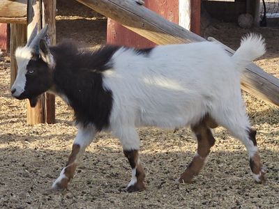 Purebred miniature silky fainting wether