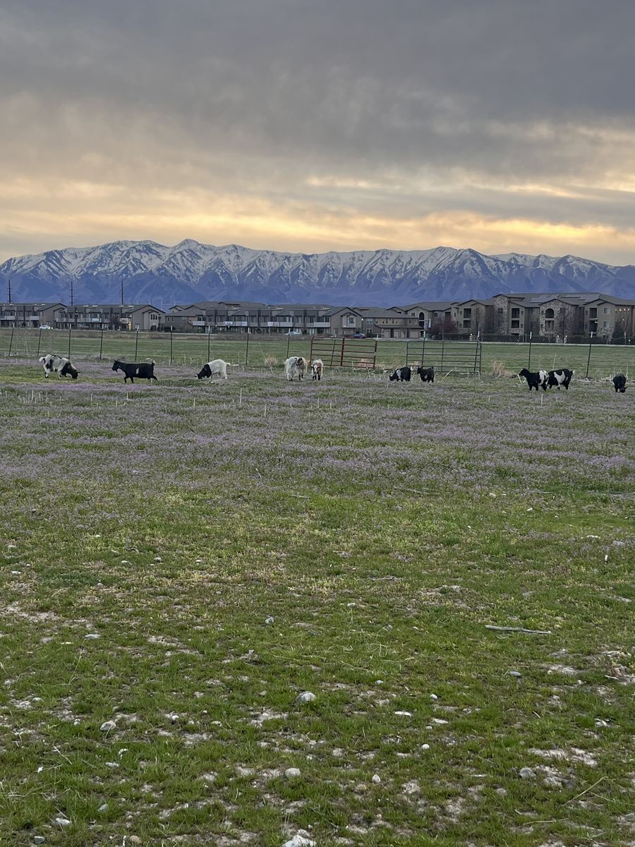 Private Townhome room for rent