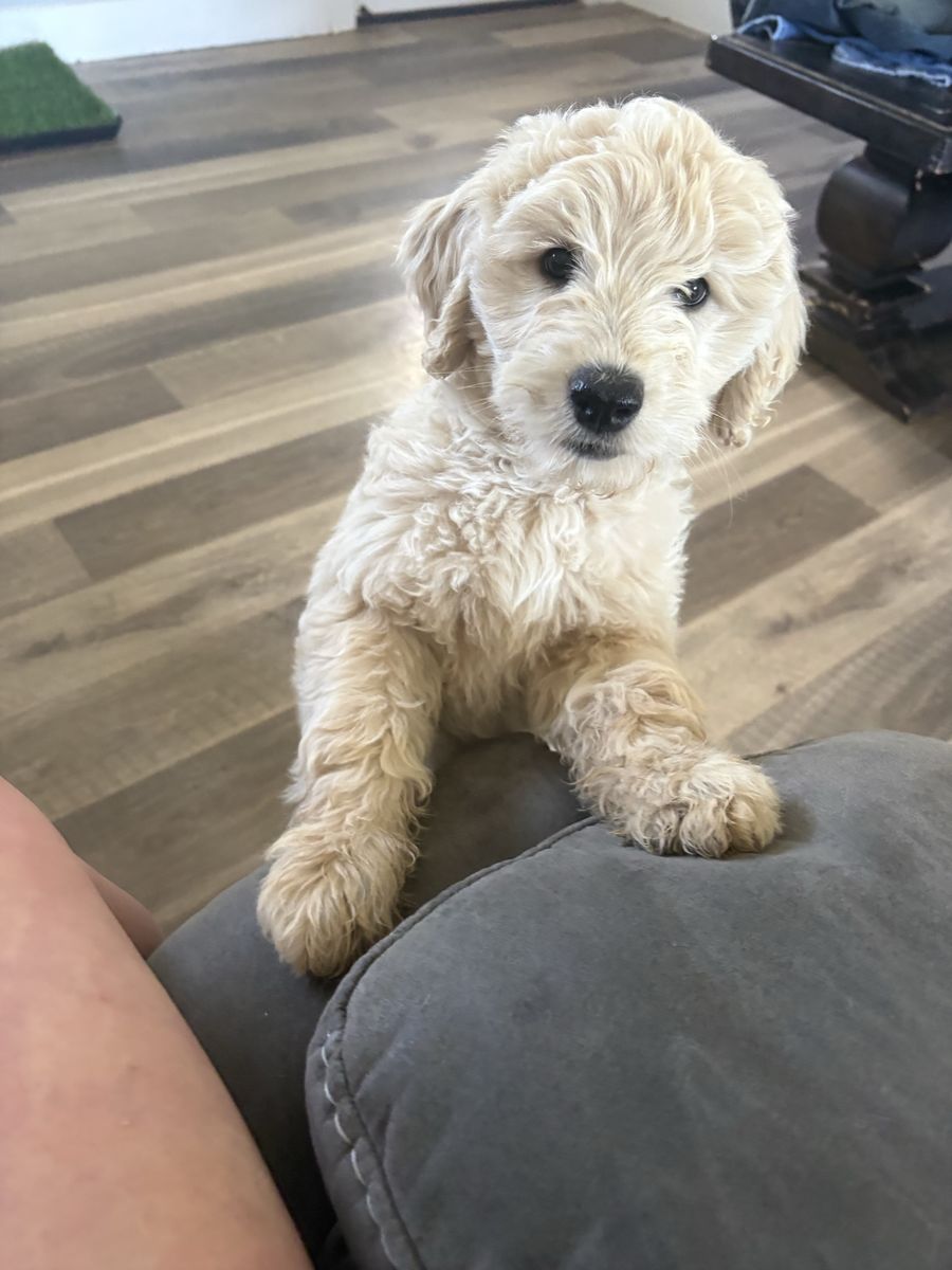 Trained Mini Goldendoodle Puppy - Crate & Potty Trained, Vaccinated, Socialized